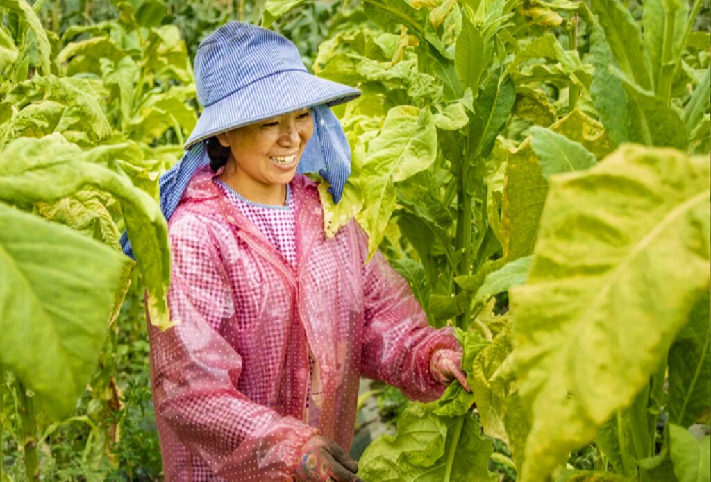 Сбор табачных листьев в Китае